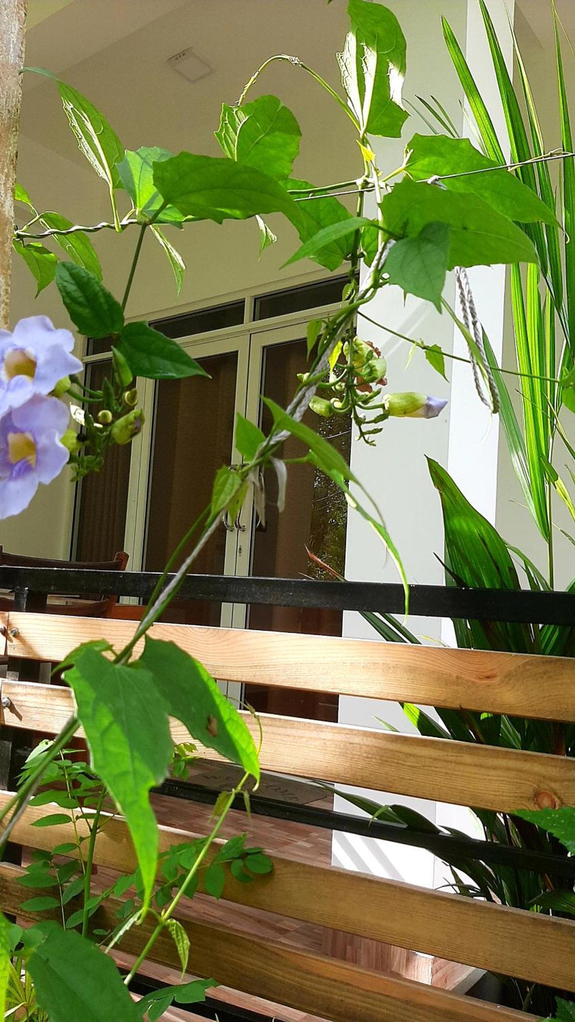Dhanudi Homestay Ella Exterior photo